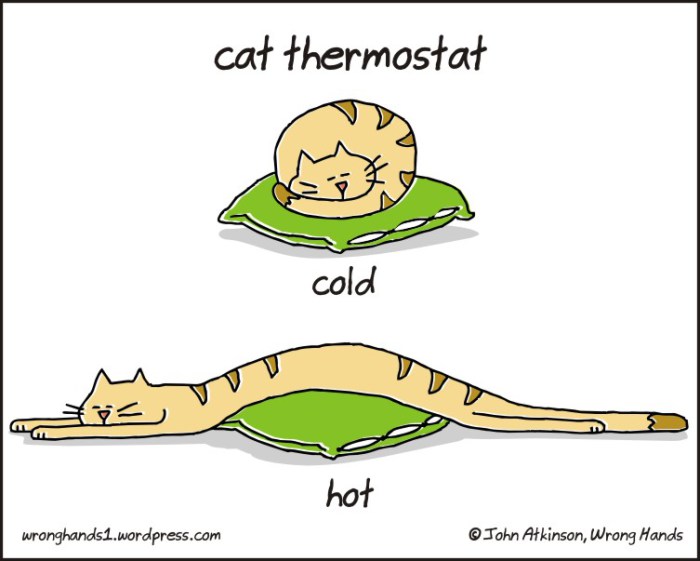 cat-thermostat
